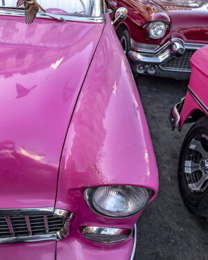 Pink Flamingo