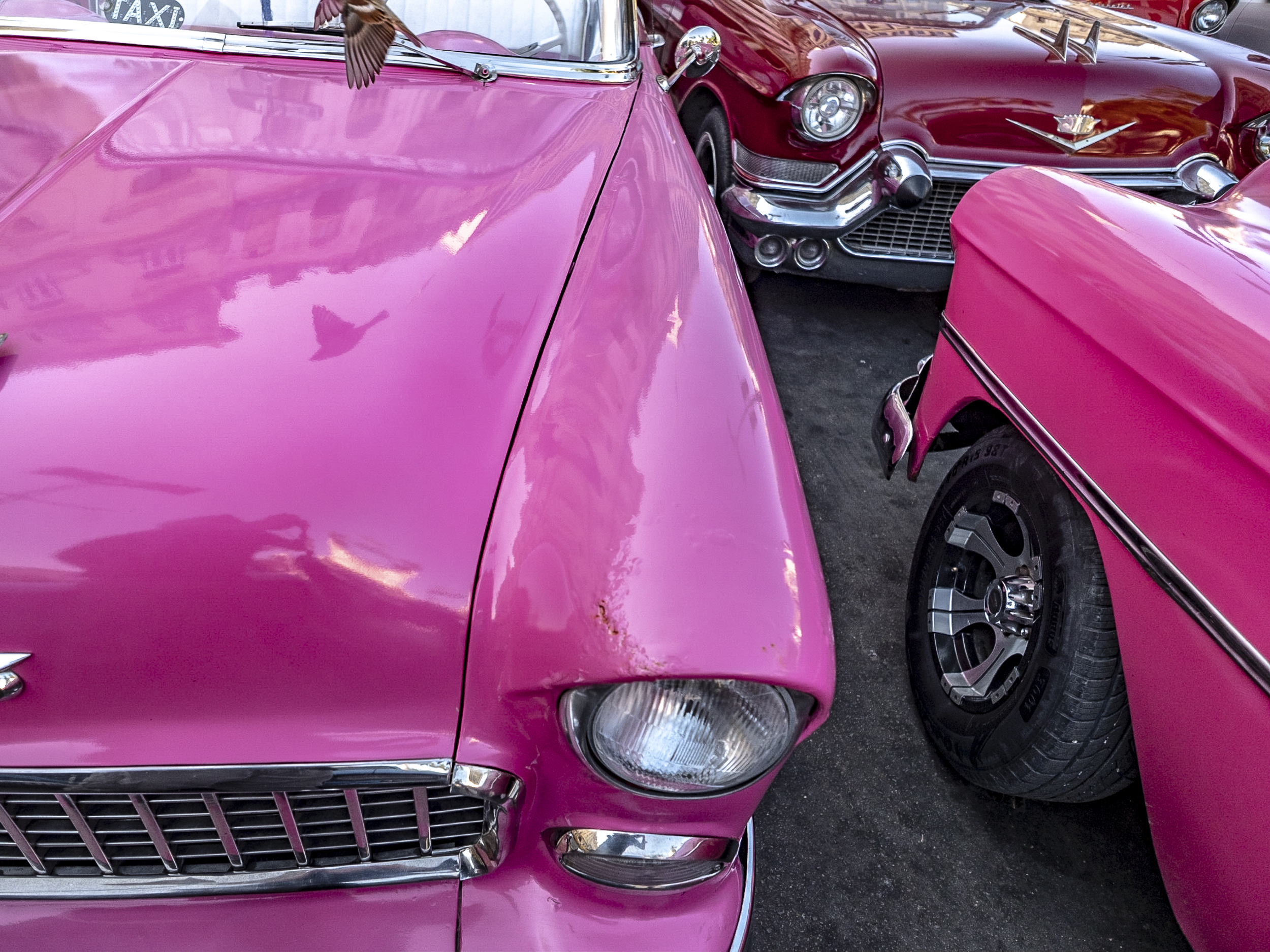 Pink Flamingo